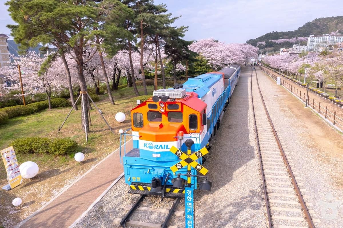 Tunnel de cerisiers de la gare de Gyeonghwa