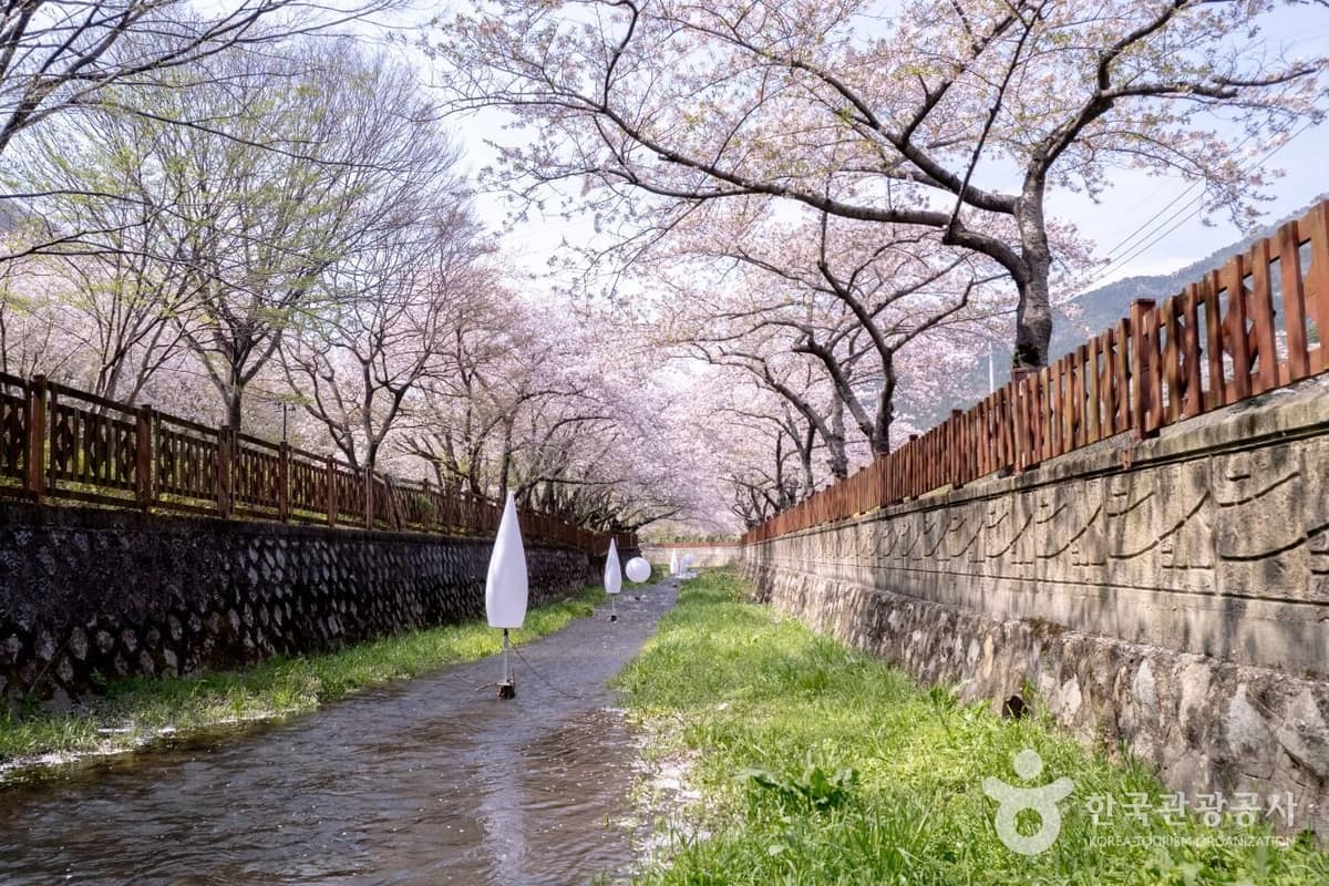 Jinhae en pleine floraison
