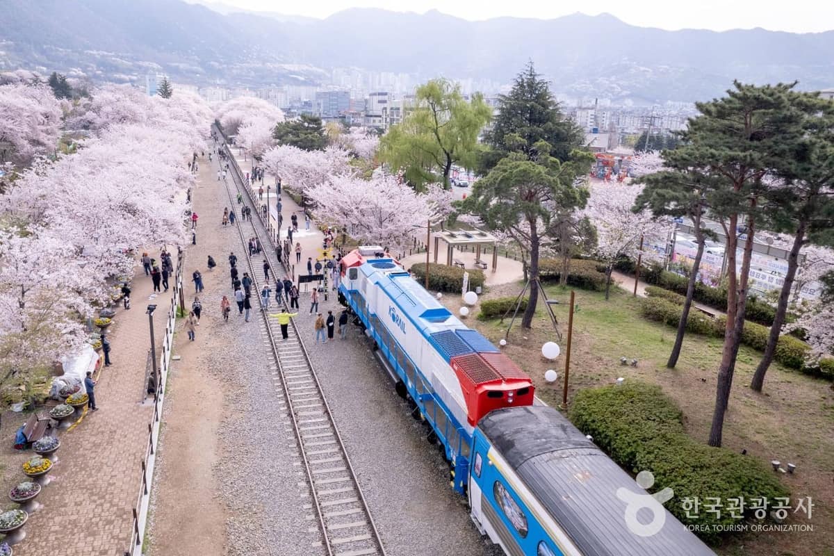 Excursion d’une journée à Changwon et Jinhae au départ de Busan